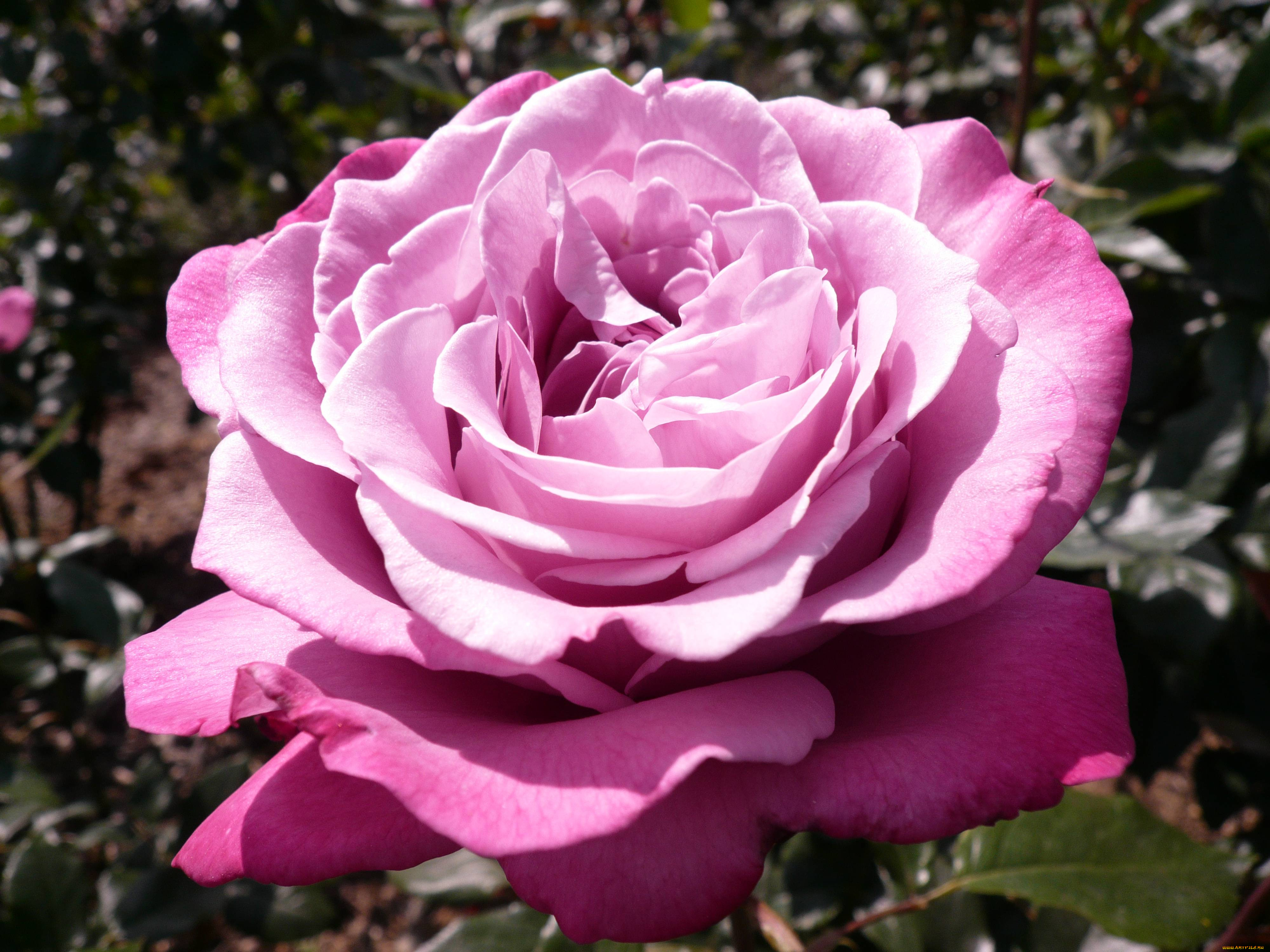 , , rose